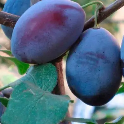 Слива СМОЛИНКА в Осиповичах