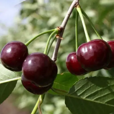 Вишня ЖАДАНА в Осиповичах