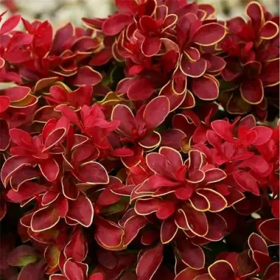 Барбарис РЕД ХОТ ЧИЛИ тунберга в Осиповичах