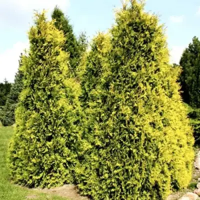 Туя САЛЛАНД западная в Осиповичах