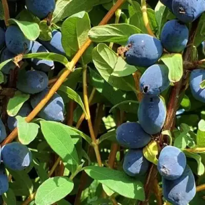 Жимолость съедобная КЛУБНИЧНАЯ СЕНСАЦИЯ в Осиповичах