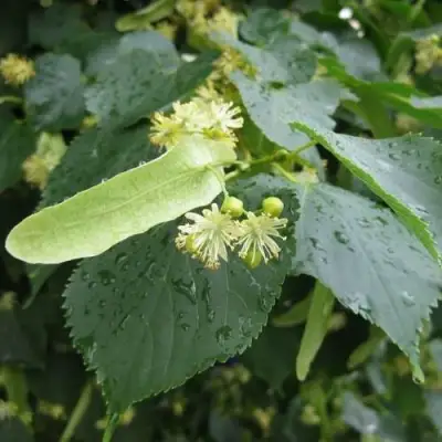 Липа мелколистная в Осиповичах