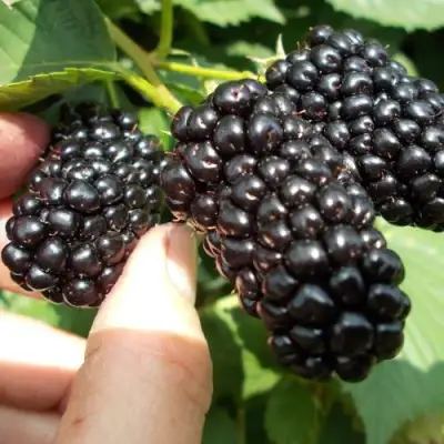 Ежевика НАТЧЕЗ бесшипная  в Осиповичах