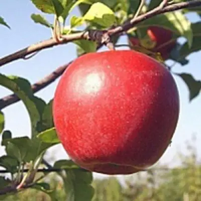 Яблоня ЛИГОЛ в Осиповичах