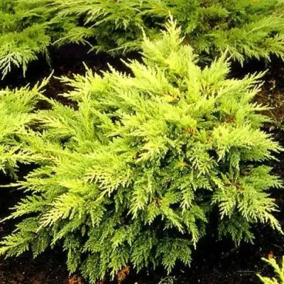 Можжевельник МОРДИГАН ГОЛД средний в Осиповичах