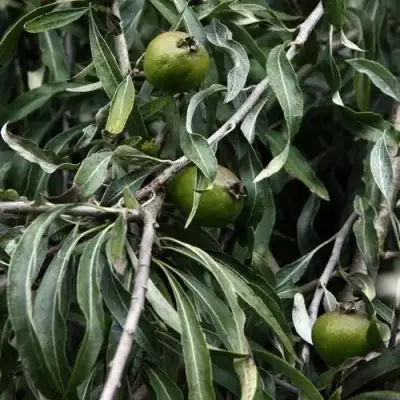 Груша ИВОЛИСТНАЯ в Осиповичах