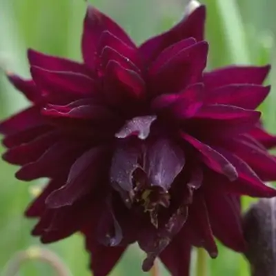 Аквилегия БАРЛОУ БОРДО обыкновенная в Осиповичах