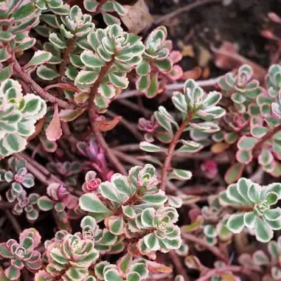 Очиток (седум) ТРИКОЛОР ложный в Осиповичах