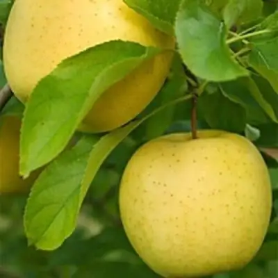 Яблоня АНАНАС в Осиповичах