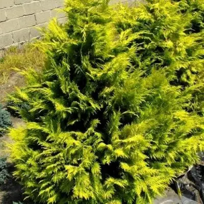 Кипарисовик ГОЛДЕН ВОНДЕР лавсона в Осиповичах