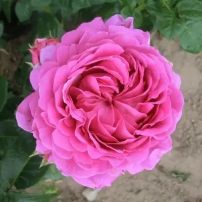 Роза АНУШКА чайно-гибридная в Осиповичах