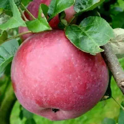 Яблоня ЕСЕНИЯ колонновидная в Осиповичах