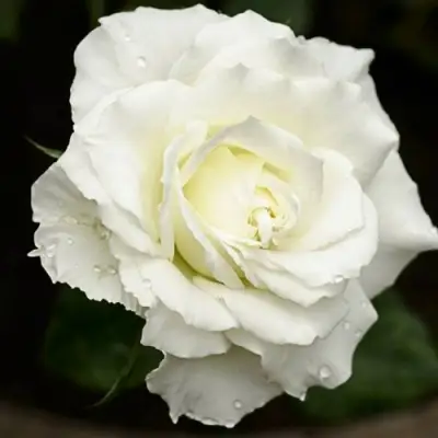 Роза МОНДИАЛЬ чайно-гибридная в Осиповичах