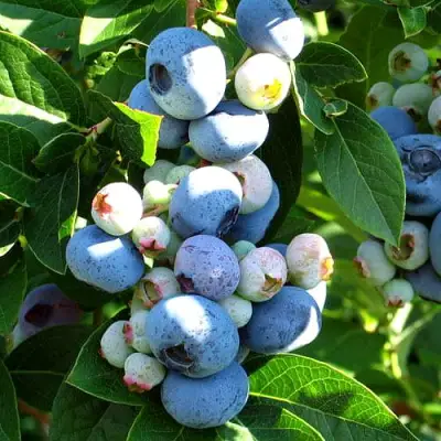 Голубика ВЕЙМУТ в Осиповичах