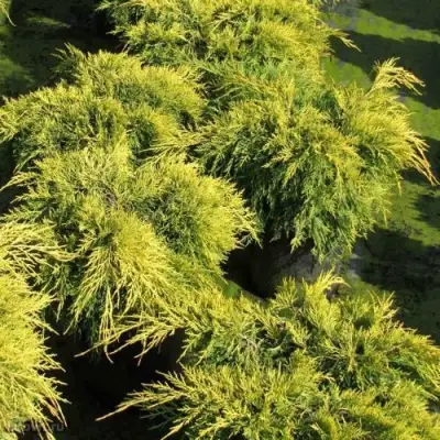 Можжевельник КИНГ ОФ СПРИНГ средний в Осиповичах