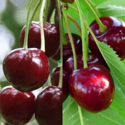 Комплект ВИШНЕВЫЙ ТАНДЕМ в Осиповичах