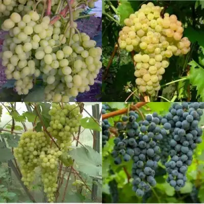 Комплект ВИНОГРАДНАЯ РАДУГА в Осиповичах