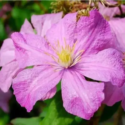 Клематис КОМТЕСС ДЕ БУШО в Осиповичах