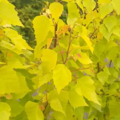 Берёза ГОЛДЕН ОБЕЛИСК повислая  в Осиповичах