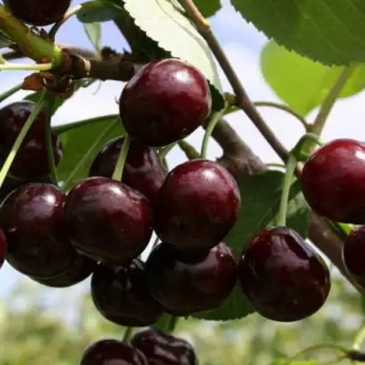 Дюк ИВАНОВНА в Осиповичах