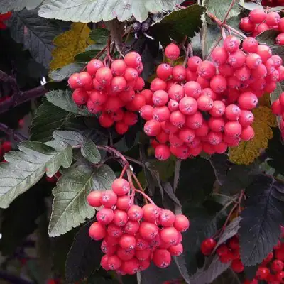 Рябина БОЯРЫШНИКОПЛОДНАЯ сладкоплодная в Осиповичах