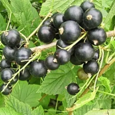 Смородина чёрная ЧЁРНЫЙ АИСТ в Осиповичах