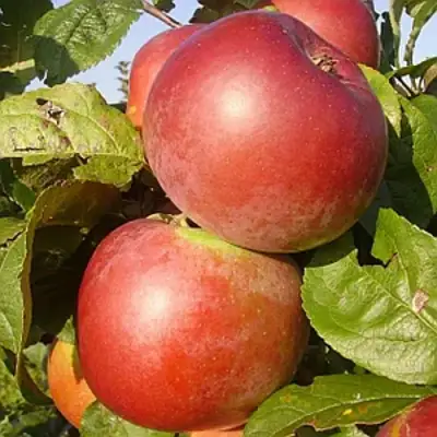 Яблоня АКСАМИТ в Осиповичах