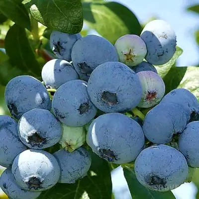 Голубика НУИ в Осиповичах