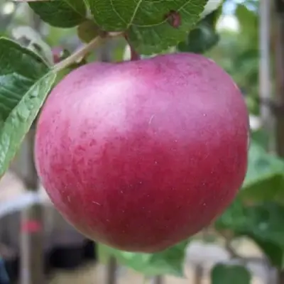 Яблоня НОРИС в Осиповичах