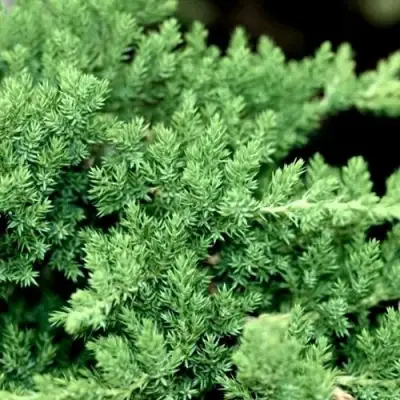 Можжевельник НАНА лежачий в Осиповичах