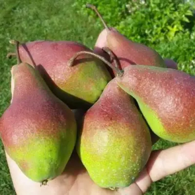 Груша ЯКОВЛЕВСКАЯ в Осиповичах