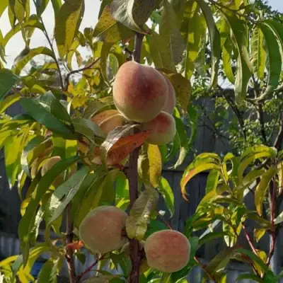 Персик ЕЛГАВСКИЙ в Осиповичах
