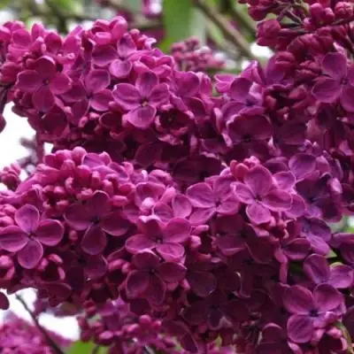 Сирень ЧАРЛЬЗ ДЖОЛИ в Осиповичах