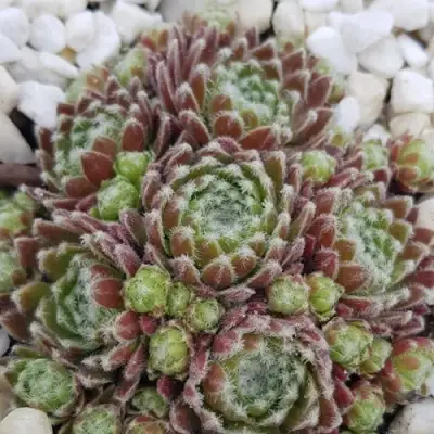 Молодило МОРКЕРС МЕРИТ в Осиповичах