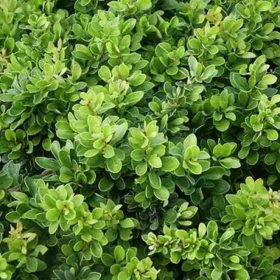 Барбарис КОБОЛЬД тунберга в Осиповичах