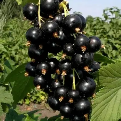 Смородина чёрная ВИНОГРАДНАЯ в Осиповичах