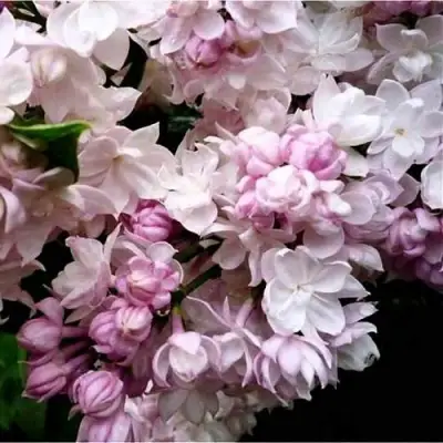 Сирень КРАСАВИЦА МОСКВЫ в Осиповичах