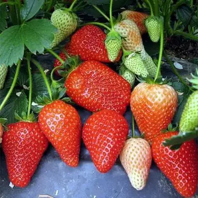 Клубника РОКСАНА в Осиповичах