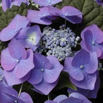 Гортензия БЛАУМАЙС (БЛАУМАЙЗЕ) крупнолистная в Осиповичах