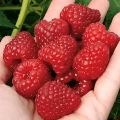 Малина РУБИФОЛ в Осиповичах