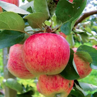 Яблоня ПИРОС в Осиповичах