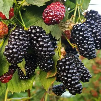 Ежевика НАТЧЕЗ бесшипная  в Осиповичах