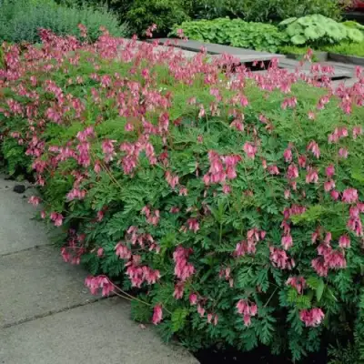 Дицентра изящная в Осиповичах