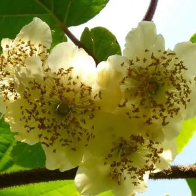 Актинидия АТЛАС (МУЖСКОЙ) киви в Осиповичах