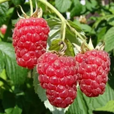 Малиновое дерево ТАРУСА в Осиповичах