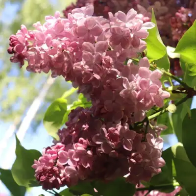 Сирень МЕДОВЫЙ СПАС в Осиповичах