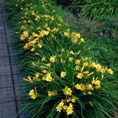 Лилейник СТЕЛЛА ДЕ ОРО гибридный в Осиповичах