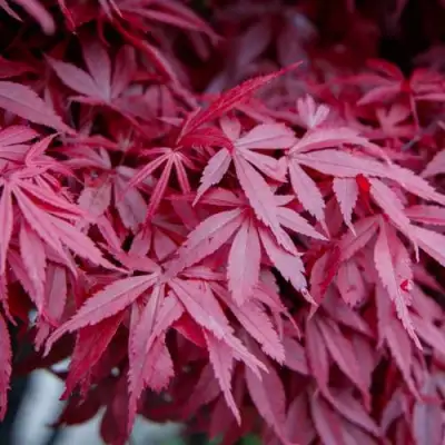 Клен дланевидный АТРОПУРПУРЕУМ в Осиповичах