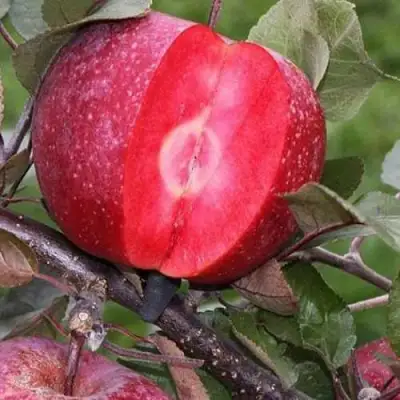 Яблоня РЕД КЕТТИ в Осиповичах