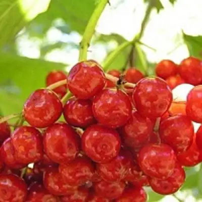 Калина КИЕВСКАЯ САДОВАЯ в Осиповичах